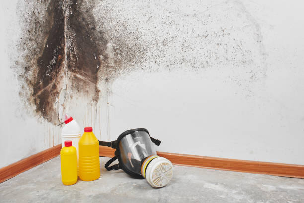 Best Affordable Mold Removal  in Martha Lake, WA