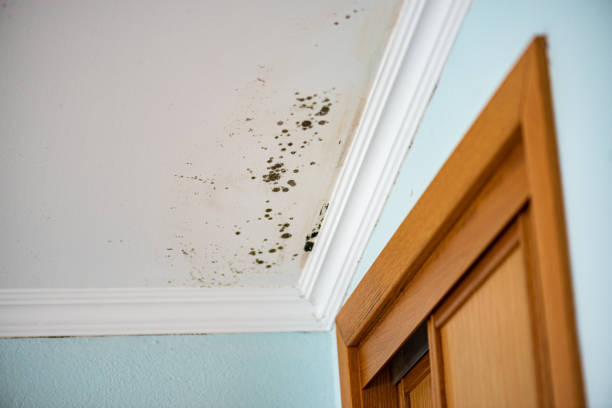 Best Home Mold Removal  in Martha Lake, WA