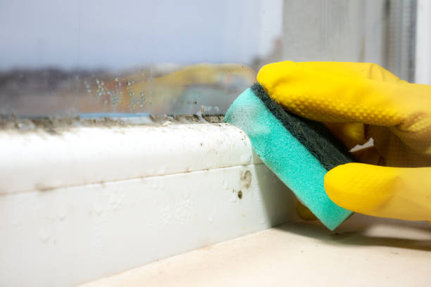 Best Emergency Mold Removal  in Martha Lake, WA