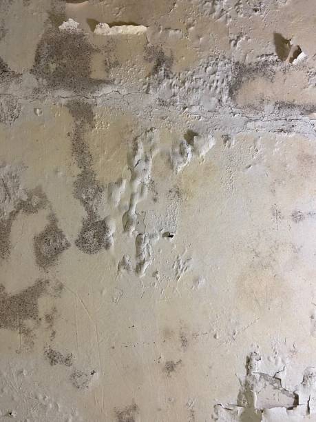 Best Residential Mold Removal  in Martha Lake, WA