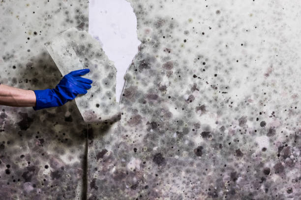 Best Water Damage Restoration  in Martha Lake, WA